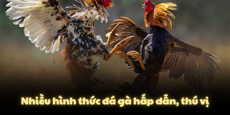 Nhiều hình thức đá gà hấp dẫn, thú vị