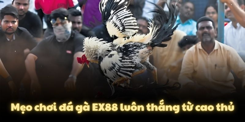Mẹo chơi đá gà EX88 luôn thắng từ cao thủ